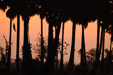 the leaf petal and branch of tree in natureの写真素材