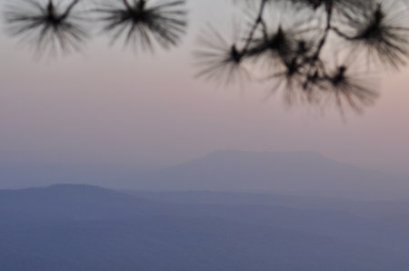 the leaf petal and branch of tree in natureの写真素材