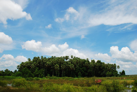 the leaf petal and branch of tree in natureの写真素材