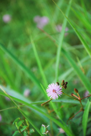 the leaf petal and branch of tree in natureの写真素材