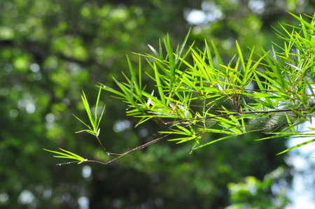 the leaf petal and branch of tree in nature