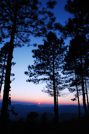 the leaf petal and branch of tree in natureの写真素材