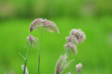 the leaf petal and branch of tree in natureの写真素材