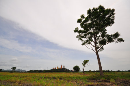 the leaf petal and branch of tree in natureの写真素材