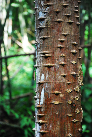 the leaf petal and branch of tree in natureの写真素材