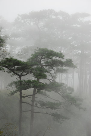 the leaf petal and branch of tree in natureの写真素材