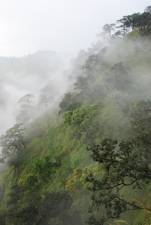 the leaf petal and branch of tree in natureの写真素材