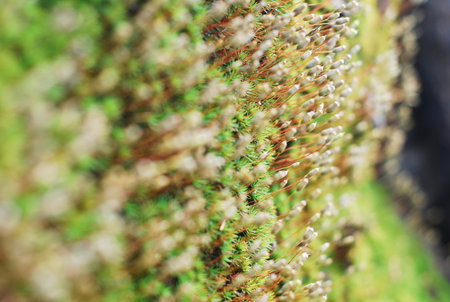 the leaf petal and branch of tree in natureの写真素材