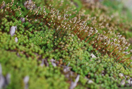 the leaf petal and branch of tree in natureの写真素材