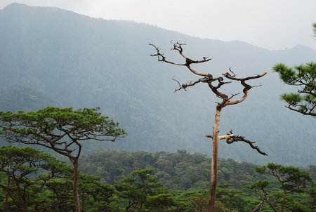 the leaf petal and branch of tree in nature