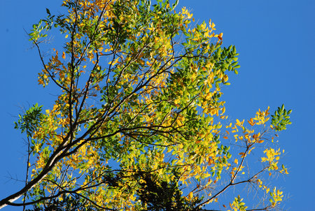the leaf petal and branch of tree in nature