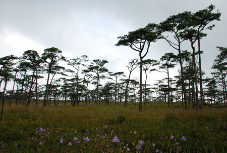 the leaf petal and branch of tree in natureの写真素材