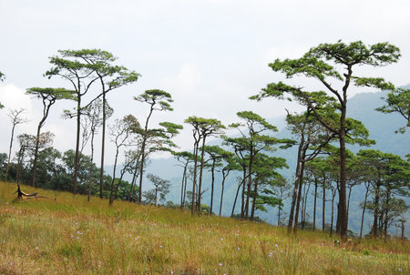 the leaf petal and branch of tree in natureの写真素材