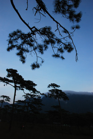 the leaf petal and branch of tree in natureの写真素材