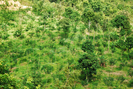 the leaf petal and branch of tree in natureの写真素材