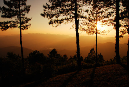 the leaf petal and branch of tree in natureの写真素材