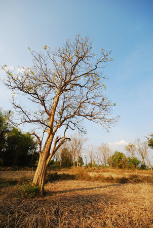 the leaf petal and branch of tree in natureの写真素材