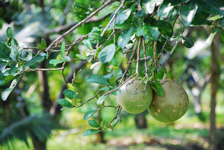 the leaf petal and branch of tree in natureの写真素材