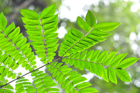 the leaf petal and branch of tree in nature