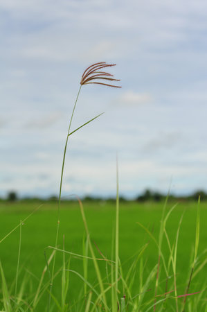 the leaf petal and branch of tree in natureの写真素材
