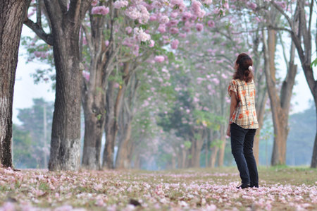 the leaf petal and branch of tree in natureの写真素材