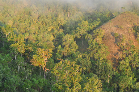 the leaf petal and branch of tree in natureの写真素材