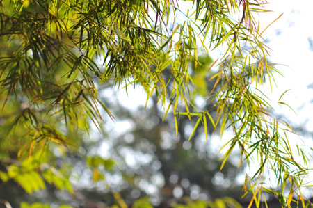 the leaf petal and branch of tree in natureの写真素材