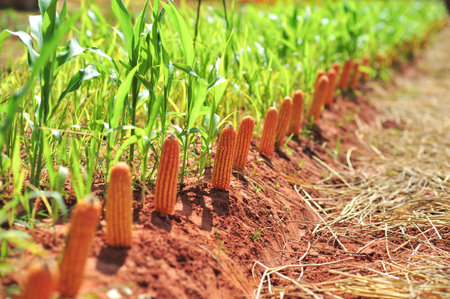 dry of corn farm in summer season after harvest