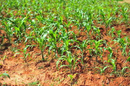 dry of corn farm in summer season after harvestの写真素材