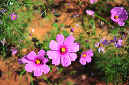 pink cosmos flower on blue sky cloud background in garden field so beautiful plant and fresh on autumn seasonの写真素材
