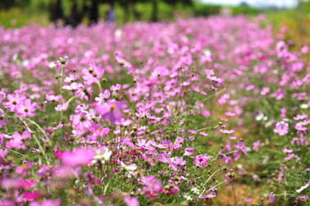pink cosmos flower on blue sky cloud background in garden field so beautiful plant and fresh on autumn seasonの写真素材