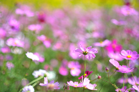 pink cosmos flower on blue sky cloud background in garden field so beautiful plant and fresh on autumn seasonの写真素材