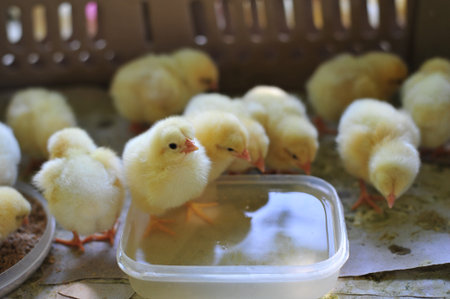 the group of little yellow cute chicken in farm