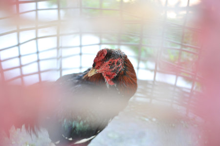 the chicken in cage waiting for food in farm