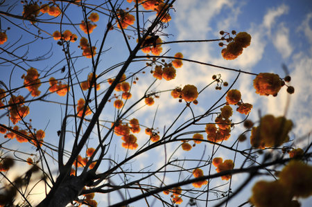 the branch of yellow flower in garden nature so beautiful