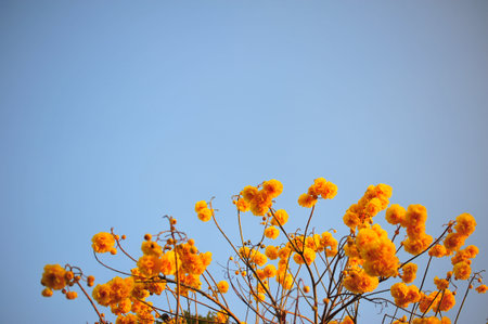 the branch of yellow flower in garden nature so beautiful