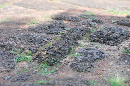 the stone castle in isan of thailand is the architecture culture old building from cambodia hindu and shiva religion by sandstone and lateriteのeditorial素材