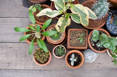 the Green flower on vase pot in garden make feel fresh and relaxの写真素材