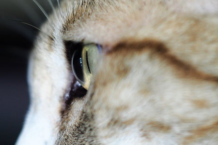 Close focus of cute catの写真素材