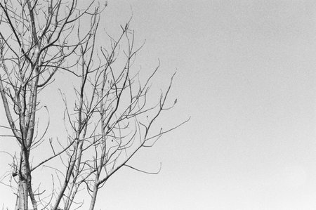 black and white analog negative film photo from fomapan 400の写真素材