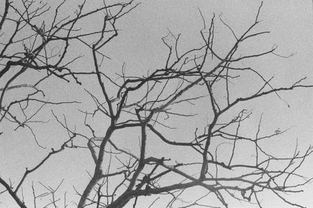 black and white analog negative film roll photo from ilford delta 3200