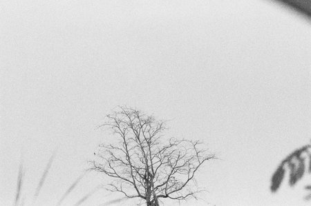 black and white analog negative film roll photo from ilford delta 3200の写真素材