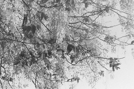 black and white analog negative film roll photo from ilford delta 3200