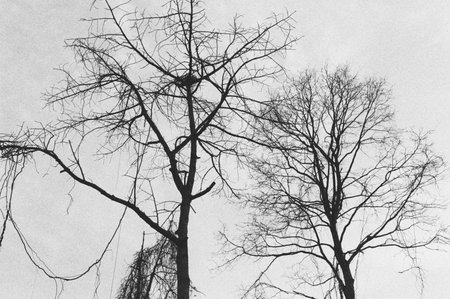 black and white analog negative film roll photo from ilford delta 3200の写真素材