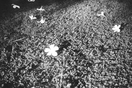 black and white analog negative film photo by ilford sfx 200の写真素材