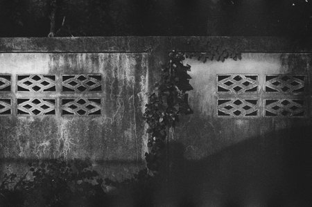 black and white analog negative film photo by ilford sfx 200の写真素材