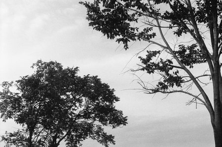 black and white analog negative film photo by ilford sfx 200の写真素材
