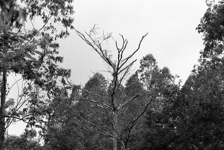 balck and white analog negative film photo by ilford pan 400の写真素材