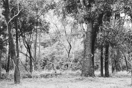 balck and white analog negative film photo by ilford pan 400の写真素材