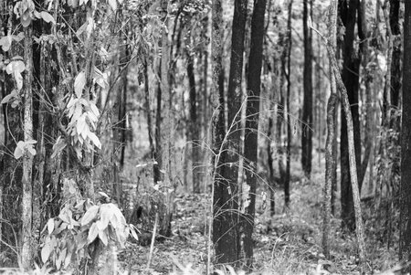 balck and white analog negative film photo by ilford pan 400の写真素材